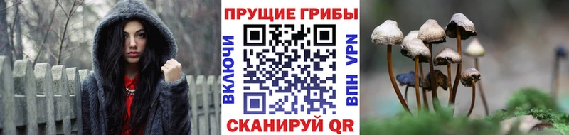 Псилоцибиновые грибы Psilocybine cubensis  Дзержинск 